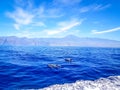 Dolphins swimming in the Atlantic Ocean in front of Los Gigantes, Canary Islands, Tenerife