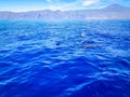 Dolphins swimming in the Atlantic Ocean in front of Los Gigantes, Canary Islands, Tenerife