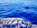 Dolphins swimming in the Atlantic Ocean in front of Los Gigantes, Canary Islands, Tenerife