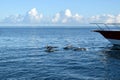 Dolphins swimming in the bow of a recreational boat in a tranquil environment.