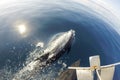 Dolphins swimming in front of the boat in the blue sea