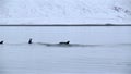 Dolphins swimming near an Icelandic farm