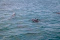 Dolphins swimming in the inner sea - Fernando de Noronha, Pernambuco, Brazil