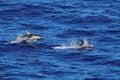 Dolphins swimming and jumping in the ocean. Common dolphin Delphinus delphis in natural habitat. Marine mammal in North Pacific oc Royalty Free Stock Photo