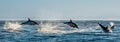 Dolphins swimming and jumping in the ocean Royalty Free Stock Photo