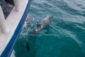 Dolphins swimming near a boat - Fernando de Noronha, Pernambuco, Brazil