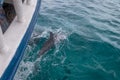 Dolphins swimming near a boat - Fernando de Noronha, Pernambuco, Brazil
