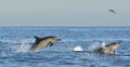 Dolphins, swimming in the ocean. Dolphins swim and jumping from the water. Royalty Free Stock Photo