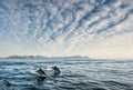 Dolphins, swimming in the ocean and hunting for fish Royalty Free Stock Photo