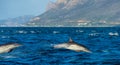 Dolphins, swimming in the ocean and hunting for fish. The jumping dolphins comes up from water. The Long-beaked common dolphin sc Royalty Free Stock Photo