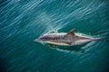 Dolphins, swimming in the ocean and hunting for fish. The jumping dolphins comes up from water. The Long-beaked common dolphin sc Royalty Free Stock Photo