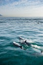 Dolphins, swimming in the ocean Royalty Free Stock Photo