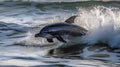 Dolphins, swimming in the ocean and hunting for fish. Dolphins swim and jumping from the water Royalty Free Stock Photo