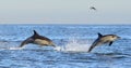 Dolphins swim and jumping out from the water.