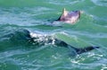 Dolphins swimming and playing in the atlantic ocean near the coastline of the fynbos coast in Gansbaai South Africa Royalty Free Stock Photo