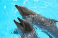 Dolphins swimming in pool at marine mammal park