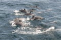 Dolphins swimming, Sri Lanka