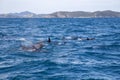 Bay of Islands Dolphins