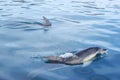 Dolphins Swimming in Tasmanian Waters