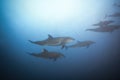 Dolphins swimming together view under the water Royalty Free Stock Photo