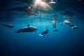 Dolphins swimming underwater in ocean at Mauritius Royalty Free Stock Photo