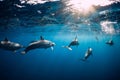 Dolphins swimming underwater in ocean at Mauritius