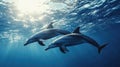 Dolphins Swimming Underwater with Sunlight Royalty Free Stock Photo