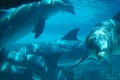 Dolphins Underwater Royalty Free Stock Photo
