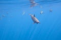 Dolphins Underwater Close encounter