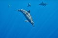 Dolphins Underwater Close encounter
