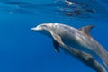 Dolphins underwater closeup shot on blue