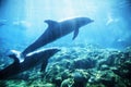 Dolphins underwater Royalty Free Stock Photo