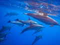 dolphins very close on the surface while diving in the red sea Royalty Free Stock Photo