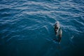 Dolphins in the Water