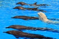 Dolphins and white beluga whale in a pool Royalty Free Stock Photo