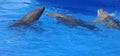 Dolphins are a widely distributed and diverse group of aquatic mammals.