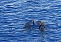 Dolphins and a woman Royalty Free Stock Photo