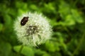 Forest bug on dandelion fluffy seeds Royalty Free Stock Photo