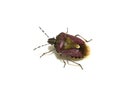 Dolycoris baccarum hairy shield bug isolated