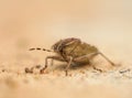 Dolycoris baccarum Royalty Free Stock Photo