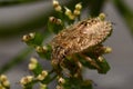 Sloe bug, Dolycoris baccarum nymph