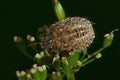 Sloe bug, Dolycoris baccarum nymph