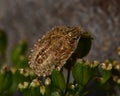 Sloe bug, Dolycoris baccarum nymph