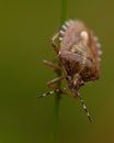 Dolycoris baccarum