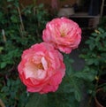 Dolzessa, beautiful roses breed from Italy.Sweet pink red color.