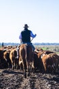 The farmer on the horse with herd Hereford cattle on the pasture livestock ranch