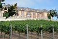 Domaine Carneros vineyard, Napa Valley Royalty Free Stock Photo