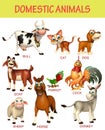 domastic animal chart Royalty Free Stock Photo