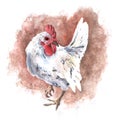 Domastic white chicken watercolor drawing rooster hen Royalty Free Stock Photo