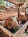 Domba Garut is one of the local Indonesian sheep family which has an original geographic distribution in West Java.